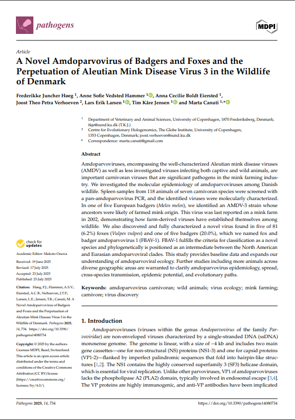 First page of: A Novel Amdoparvovirus of Badgers and Foxes and the Perpetuation of Aleutian Mink Disease Virus 3 in the Wildlife of Denmark
