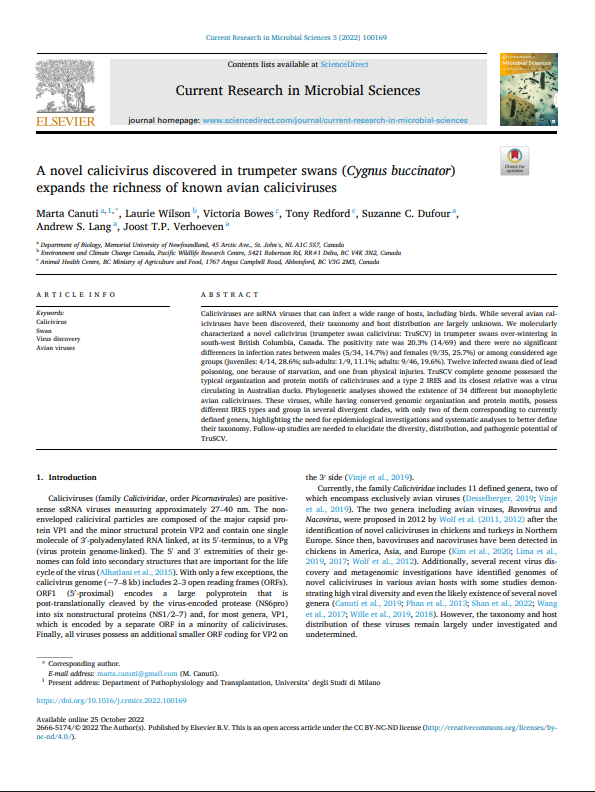 First page of: A novel calicivirus discovered in trumpeter swans (Cygnus buccinator) expands the richness of known avian caliciviruses